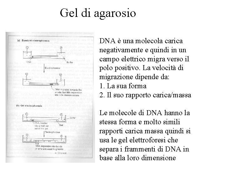 Gel di agarosio DNA è una molecola carica negativamente e quindi in un campo