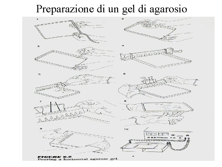 Preparazione di un gel di agarosio 