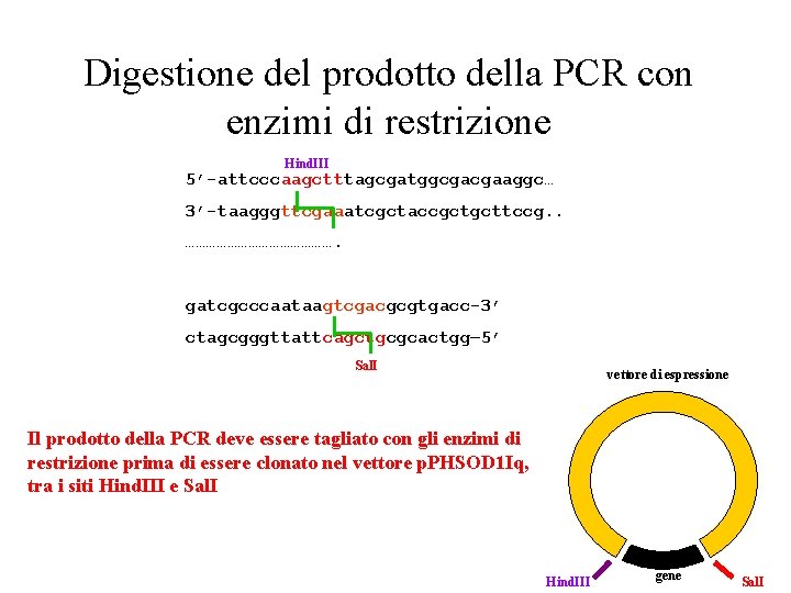 Digestione del prodotto della PCR con enzimi di restrizione Hind. III 5’-attcccaagctttagcgatggcgacgaaggc… 3’-taagggttcgaaatcgctaccgctgcttccg. .