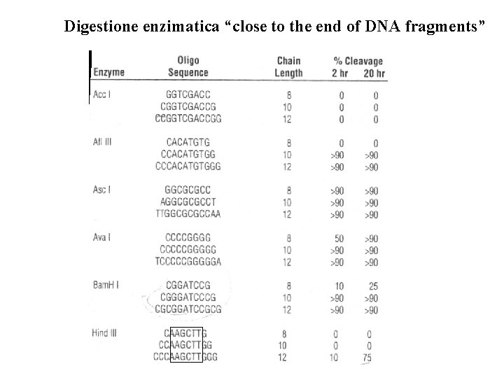 Digestione enzimatica “close to the end of DNA fragments” 