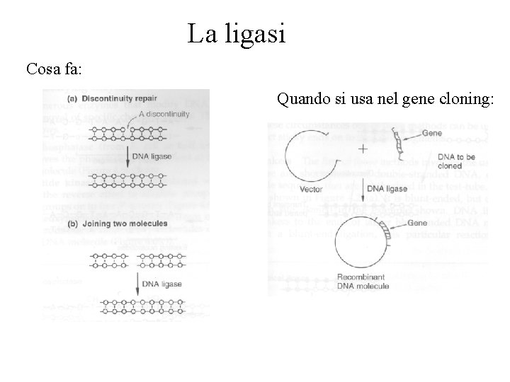 La ligasi Cosa fa: Quando si usa nel gene cloning: 