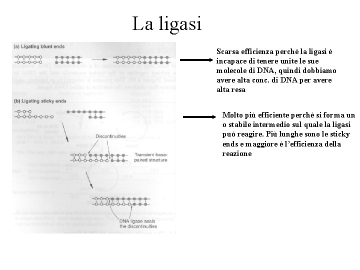 La ligasi Scarsa efficienza perché la ligasi è incapace di tenere unite le sue