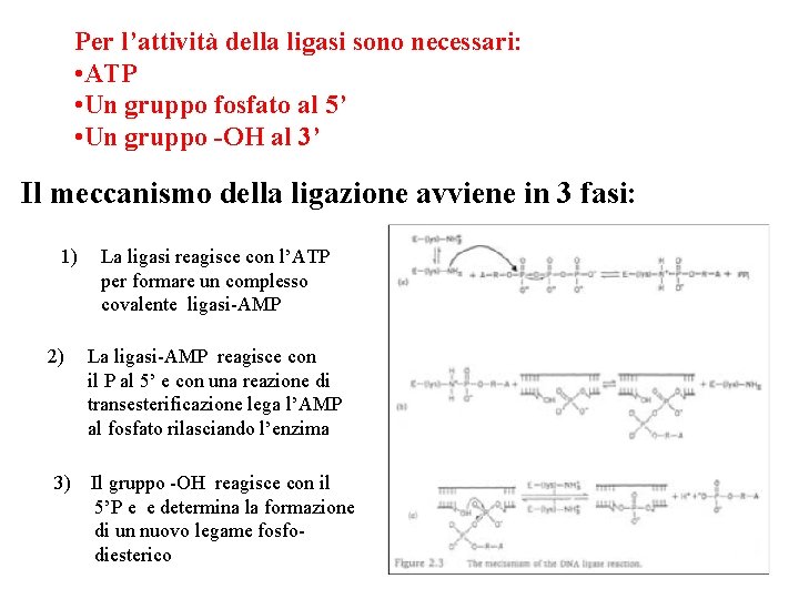 Per l’attività della ligasi sono necessari: • ATP • Un gruppo fosfato al 5’