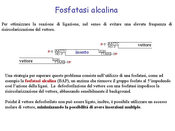 Fosfatasi alcalina Per ottimizzare la reazione di ligazione, nel senso di evitare una elevata