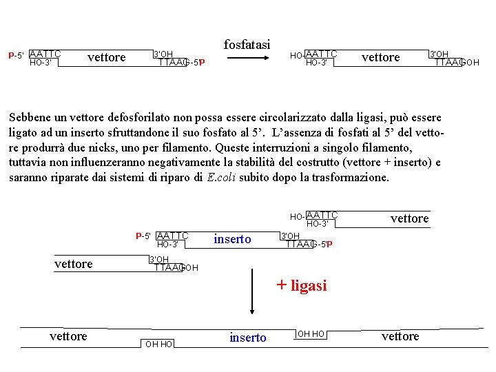 P-5’ AATTC HO-3’ vettore 3’OH fosfatasi TTAAG -5’P HO- AATTC HO-3’ vettore 3’OH TTAAG-OH