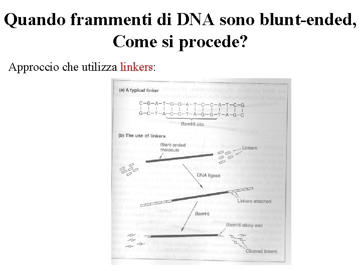 Quando frammenti di DNA sono blunt-ended, Come si procede? Approccio che utilizza linkers: 