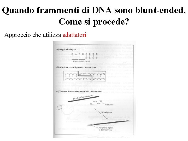 Quando frammenti di DNA sono blunt-ended, Come si procede? Approccio che utilizza adattatori: 