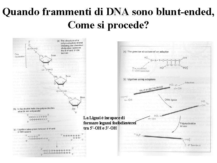 Quando frammenti di DNA sono blunt-ended, Come si procede? La Ligasi è incapace di