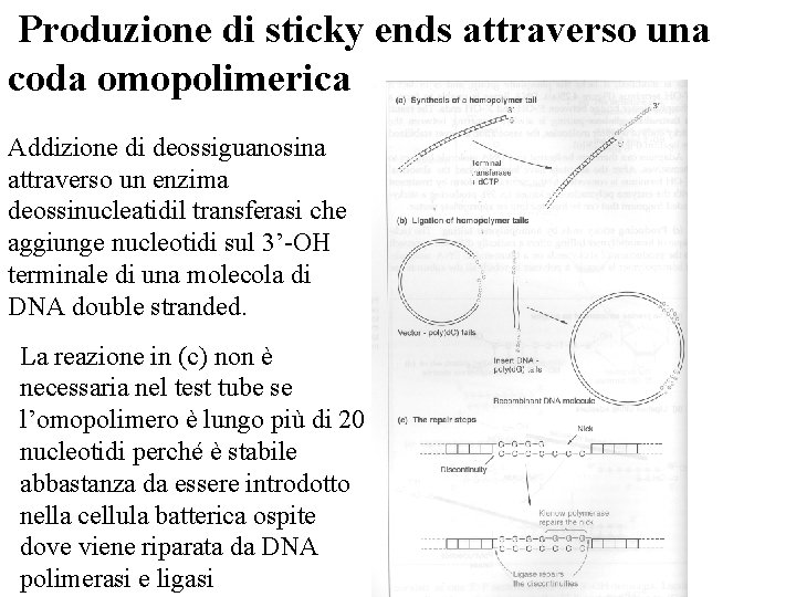  Produzione di sticky ends attraverso una coda omopolimerica Addizione di deossiguanosina attraverso un