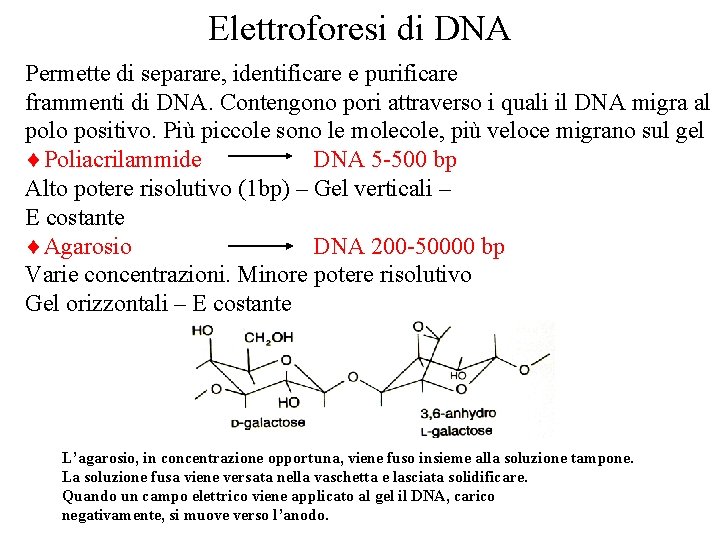 Elettroforesi di DNA Permette di separare, identificare e purificare frammenti di DNA. Contengono pori