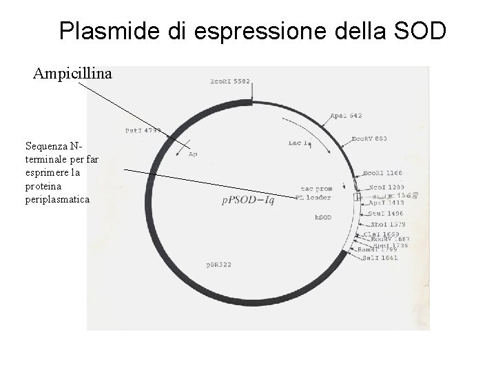 Plasmide di espressione della SOD Ampicillina Sequenza Nterminale per far esprimere la proteina periplasmatica