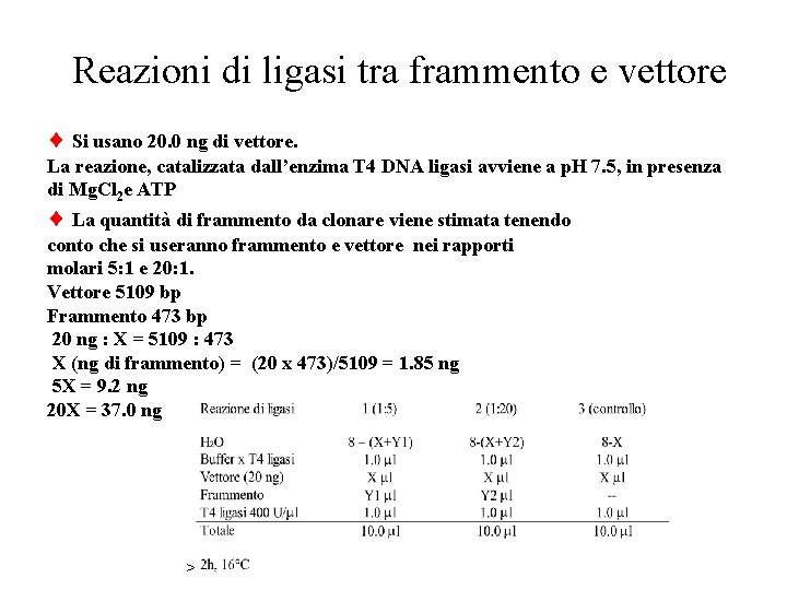 Reazioni di ligasi tra frammento e vettore Si usano 20. 0 ng di vettore.