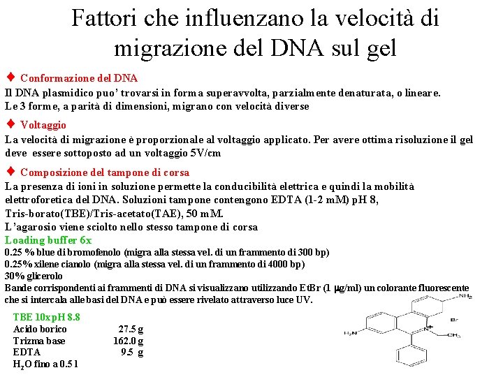 Fattori che influenzano la velocità di migrazione del DNA sul gel Conformazione del DNA