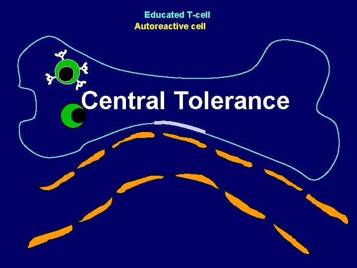 Educated T-cell Autoreactive cell Central Tolerance Educated T-cell Autoreactive cell Central Tolerance