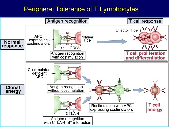 Peripheral Tolerance of T Lymphocytes Peripheral Tolerance of T Lymphocytes