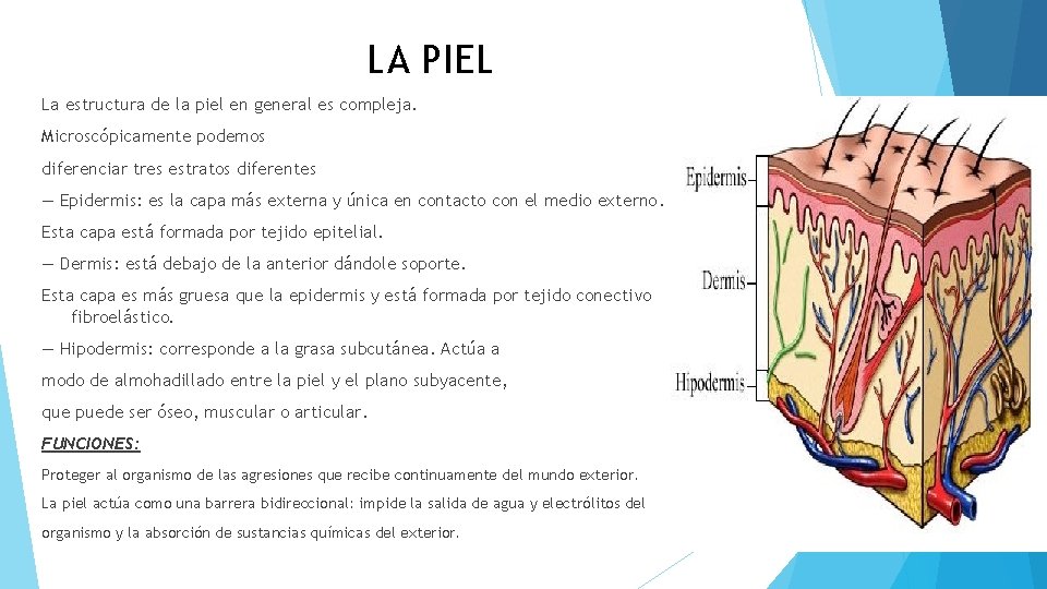 LA PIEL La estructura de la piel en general es compleja. Microscópicamente podemos diferenciar