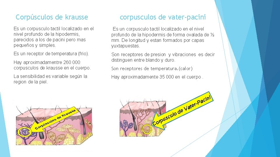 Corpúsculos de krausse corpusculos de vater-pacini Es un corpusculo tactil localizado en el nivel