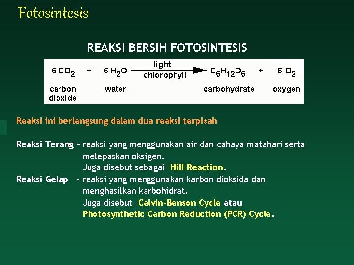 Fotosintesis REAKSI BERSIH FOTOSINTESIS Reaksi ini berlangsung dalam dua reaksi terpisah Reaksi Terang –