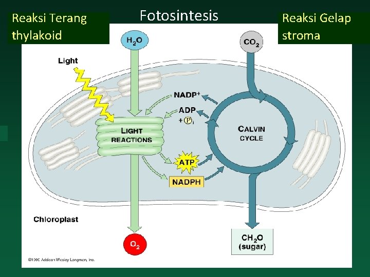 Reaksi Terang thylakoid Fotosintesis Reaksi Gelap stroma 