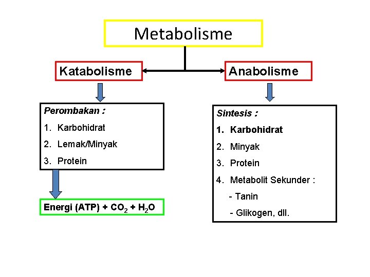 Metabolisme Katabolisme Anabolisme Perombakan : Sintesis : 1. Karbohidrat 2. Lemak/Minyak 2. Minyak 3.