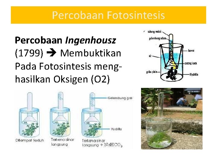 Percobaan Fotosintesis Percobaan Ingenhousz (1799) Membuktikan Pada Fotosintesis menghasilkan Oksigen (O 2) 