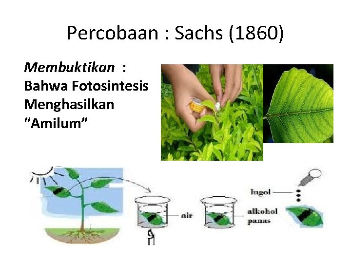 Percobaan : Sachs (1860) Membuktikan : Bahwa Fotosintesis Menghasilkan “Amilum” 