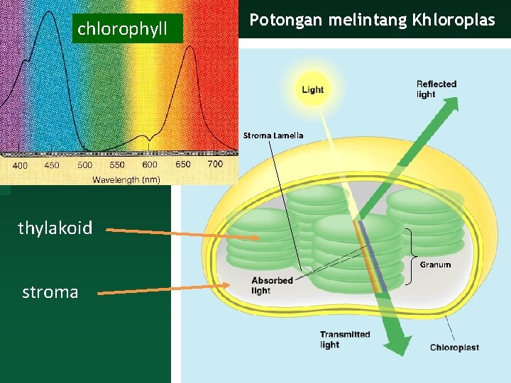 chlorophyll Potongan melintang Khloroplas Stroma Lamella thylakoid Granum stroma 