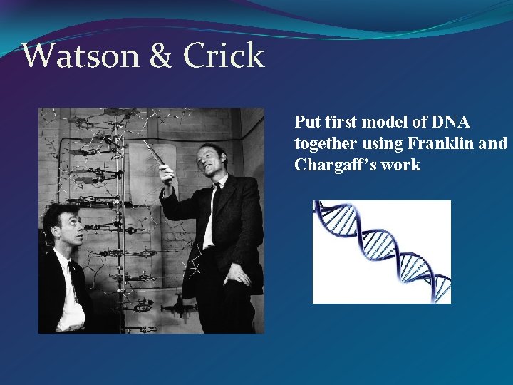 Watson & Crick Put first model of DNA together using Franklin and Chargaff’s work