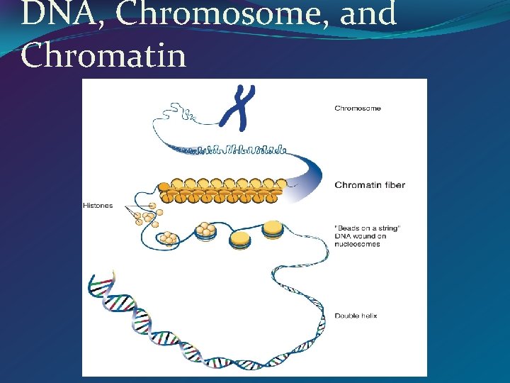 DNA, Chromosome, and Chromatin 