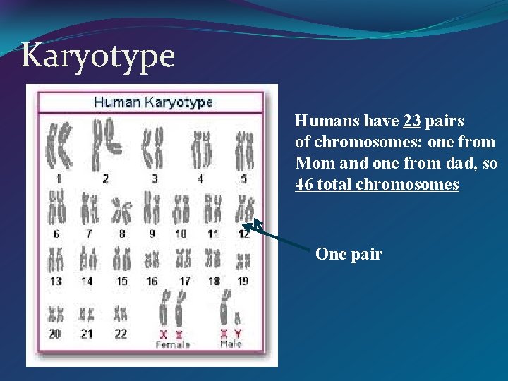 Karyotype Humans have 23 pairs of chromosomes: one from Mom and one from dad,