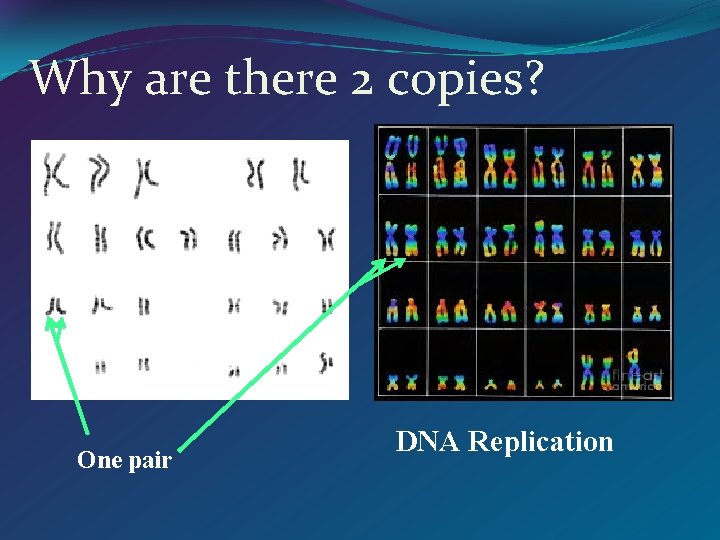 Why are there 2 copies? One pair DNA Replication 