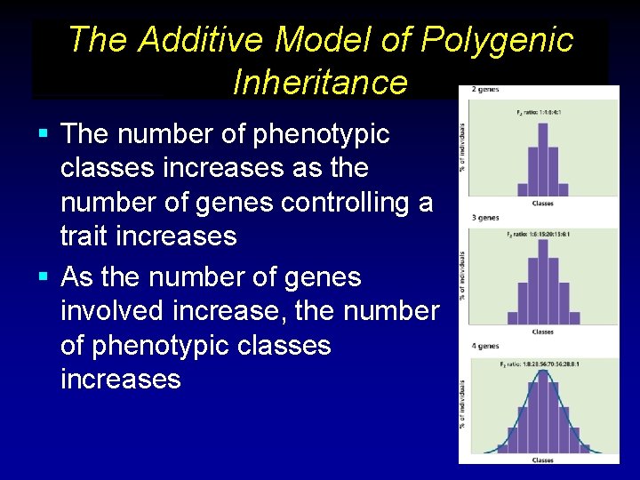 The Additive Model of Polygenic Inheritance § The number of phenotypic classes increases as The Additive Model of Polygenic Inheritance § The number of phenotypic classes increases as