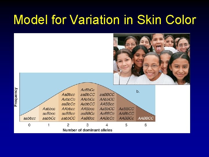 Model for Variation in Skin Color Model for Variation in Skin Color