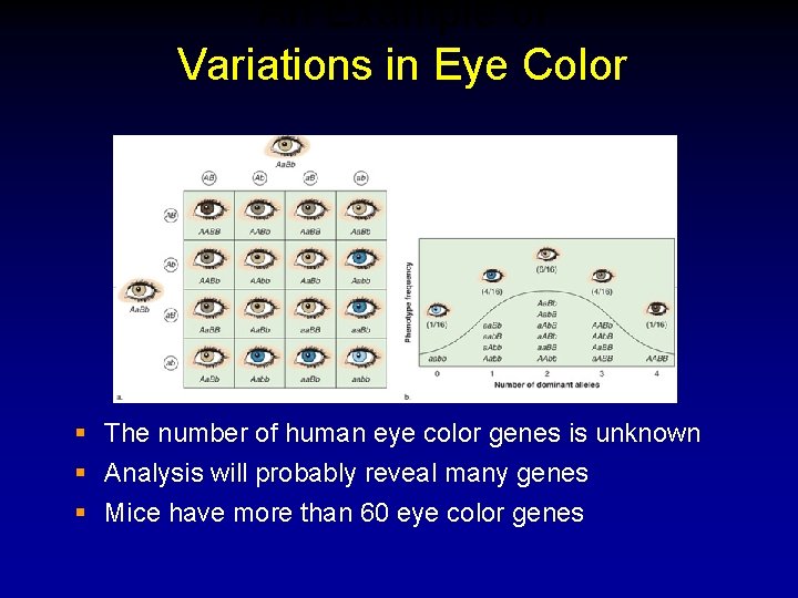 An Example of Variations in Eye Color § The number of human eye color An Example of Variations in Eye Color § The number of human eye color