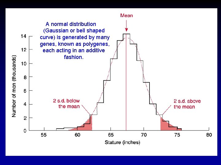 A normal distribution (Gaussian or bell shaped curve) is generated by many genes, known A normal distribution (Gaussian or bell shaped curve) is generated by many genes, known
