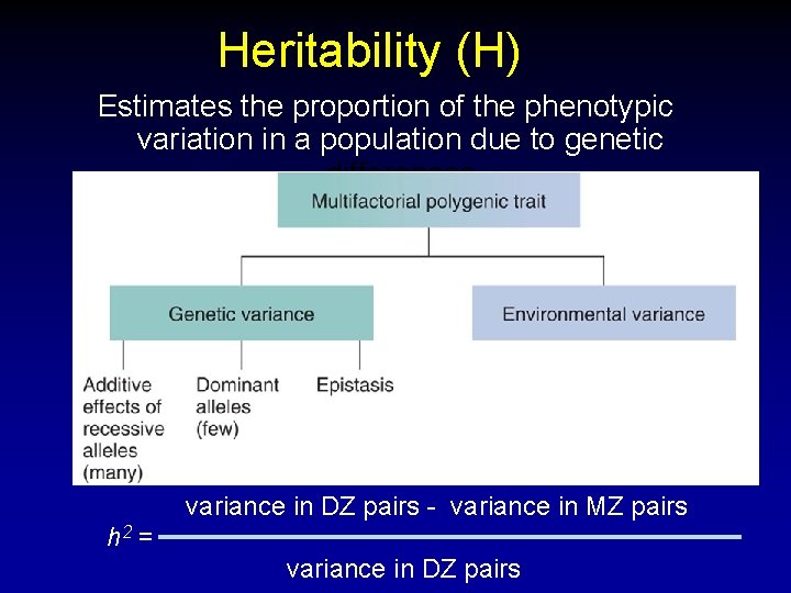 Heritability (H) Estimates the proportion of the phenotypic variation in a population due to Heritability (H) Estimates the proportion of the phenotypic variation in a population due to