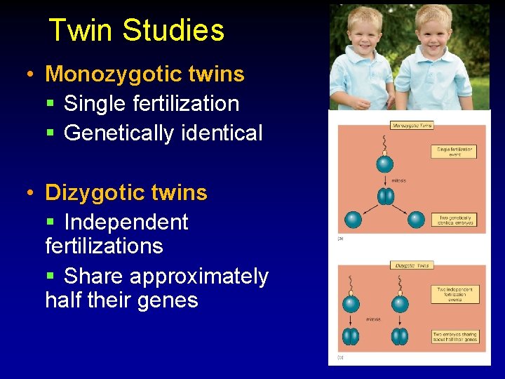 Twin Studies • Monozygotic twins § Single fertilization § Genetically identical • Dizygotic twins Twin Studies • Monozygotic twins § Single fertilization § Genetically identical • Dizygotic twins