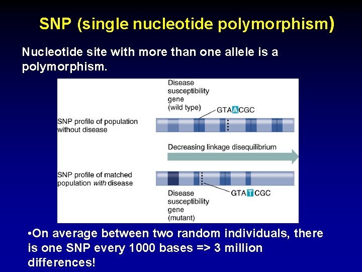 SNP (single nucleotide polymorphism) Nucleotide site with more than one allele is a polymorphism. SNP (single nucleotide polymorphism) Nucleotide site with more than one allele is a polymorphism.
