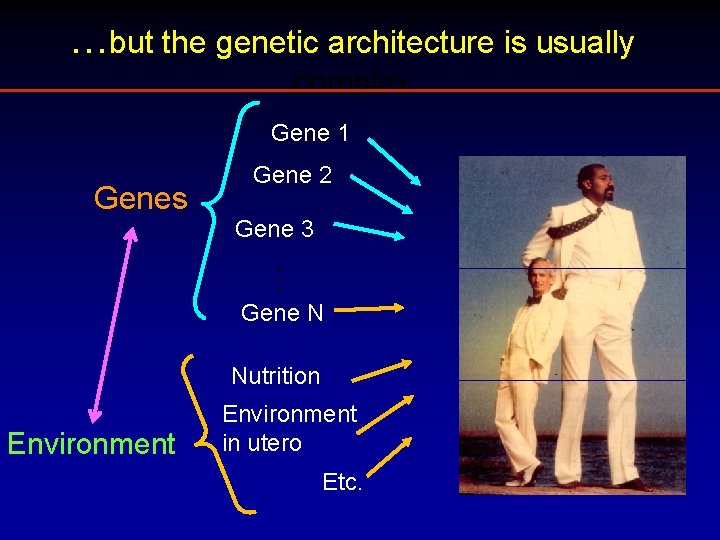 …but the genetic architecture is usually complex Gene 1 Gene 3. . . Genes …but the genetic architecture is usually complex Gene 1 Gene 3. . . Genes