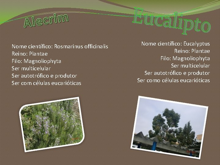 m i r c e l A Nome científico: Rosmarinus officinalis Reino: Plantae Filo: