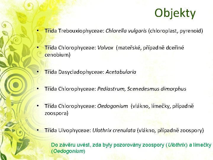  Objekty • Třída Trebouxiophyceae: Chlorella vulgaris (chloroplast, pyrenoid) • Třída Chlorophyceae: Volvox (mateřské,