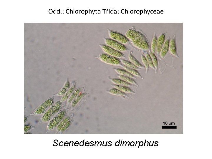Odd. : Chlorophyta Třída: Chlorophyceae Scenedesmus dimorphus 