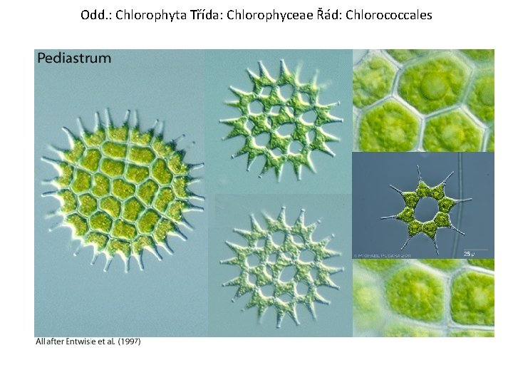 Odd. : Chlorophyta Třída: Chlorophyceae Řád: Chlorococcales 