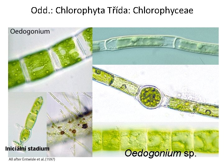 Odd. : Chlorophyta Třída: Chlorophyceae Iniciální stadium Oedogonium sp. 