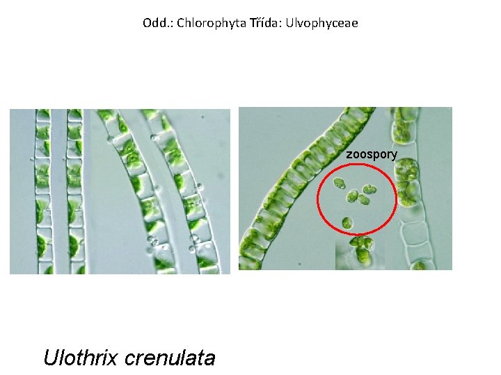Odd. : Chlorophyta Třída: Ulvophyceae zoospory Ulothrix crenulata 
