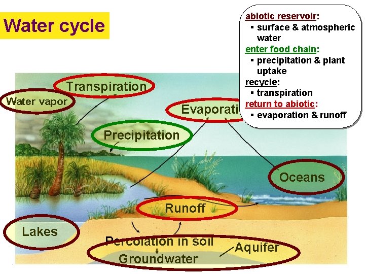 abiotic reservoir: § surface & atmospheric water enter food chain: § precipitation & plant