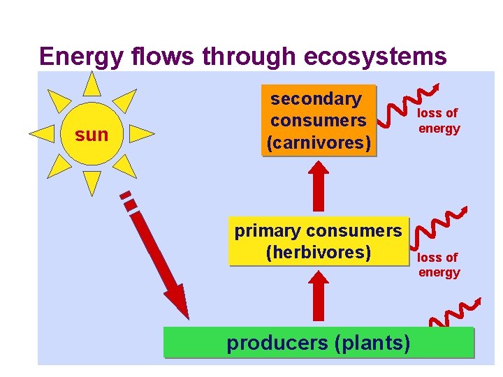Energy flows through ecosystems sun secondary consumers (carnivores) primary consumers (herbivores) producers (plants) loss