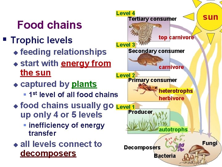 Food chains § Trophic levels feeding relationships u start with energy from the sun