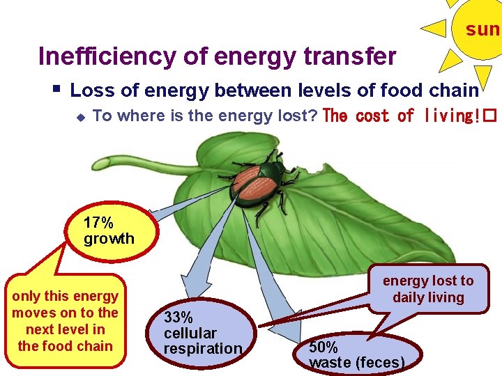 sun Inefficiency of energy transfer § Loss of energy between levels of food chain