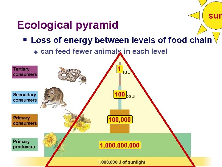 Ecological pyramid sun § Loss of energy between levels of food chain u can